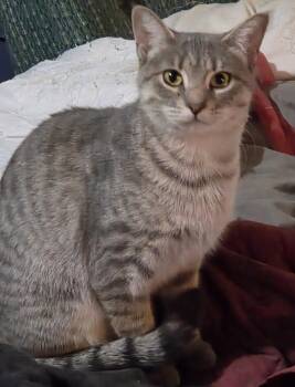 Lexi -  Domestic Short Hair Cat for Adoption in Mansfield, Connecticut - Lexi | PetCurious