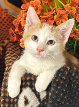 6/30/26 Firework -  Domestic Short Hair Cat for Adoption in Stillwater, Oklahoma - 6/30/26 Firework | PetCurious