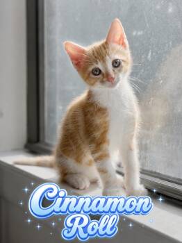 Clementine (F) & Cinnamon Roll (M) -  Domestic Short Hair Cat for Adoption in New York, New York - Clementine (F) & Cinnamon Roll (M) | PetCurious