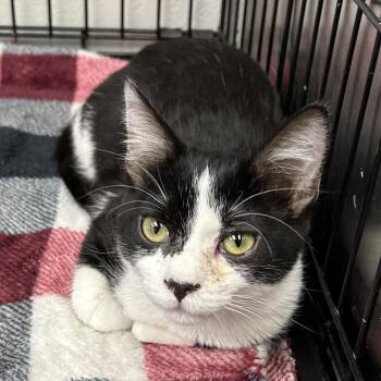 Domestic Short Hair Cats Available for Adoption in Hannibal, Missouri - Oreo | PetCurious