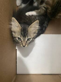 MARTIN -  Domestic Short Hair Cat for Adoption in Dallas, Texas - MARTIN | PetCurious