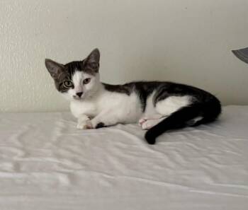 Yeti -  Domestic Short Hair Cat for Adoption in Rochester, Washington - Yeti | PetCurious
