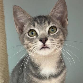 Jesse -  Domestic Short Hair Cat for Adoption in Greensboro, Georgia - Jesse | PetCurious