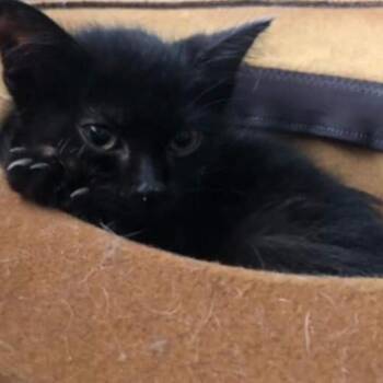 Maurice -  Domestic Short Hair Cat for Adoption in Evansville, Indiana - Maurice | PetCurious