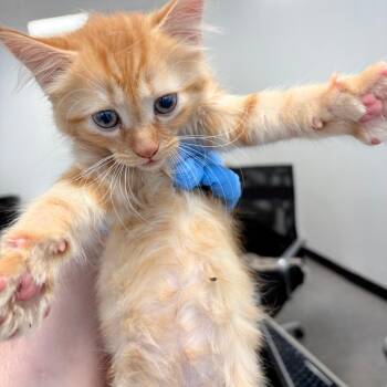 Saffron -  Domestic Short Hair Cat for Adoption in Philadelphia, Pennsylvania - Saffron | PetCurious
