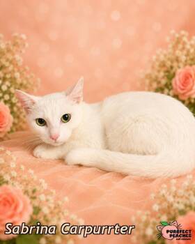 Sabrina Carpurrter -  Domestic Short Hair Cat for Adoption in Douglasville, Georgia - Sabrina Carpurrter | PetCurious