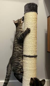 Gobi - KITTEN in foster -  Domestic Short Hair Cat for Adoption in Alexandria, Virginia - Gobi - KITTEN In Foster | PetCurious
