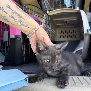 Justice -  Domestic Short Hair Cat for Adoption in Fresno, California - Justice | PetCurious