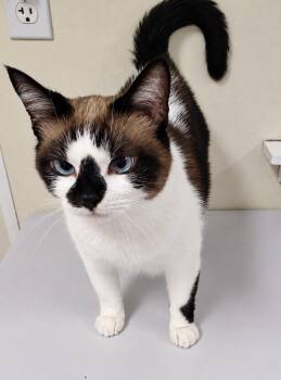 Chili -  Domestic Short Hair and Siamese Cat for Adoption in Dillsburg, Pennsylvania - Chili | PetCurious