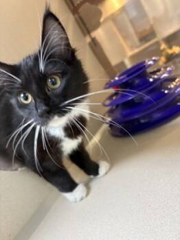 Rescue Domestic Medium Hair and Domestic Short Hair Cats for Adoption in North Charleston, South Carolina - 88904a Slay | PetCurious