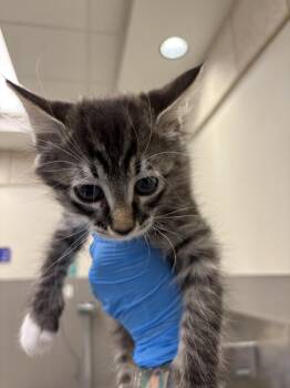 HERCULES -  Domestic Medium Hair Cat for Adoption in Las Vegas, Nevada - HERCULES | PetCurious
