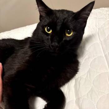 Handsome Andy -  Domestic Medium Hair Cat for Adoption in Portland, Oregon - Handsome Andy | PetCurious