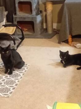 Rescue Domestic Short Hair Cats for Adoption in Calgary, Alberta - Panther | PetCurious