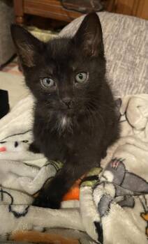 Domestic Short Hair Cats Available for Adoption in Evansville, Indiana - Adama | PetCurious