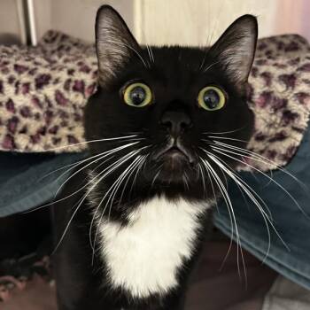 Domestic Short Hair Cats Available for Adoption in Oakland, California - Orion | PetCurious