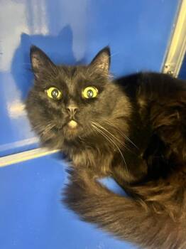 Domestic Short Hair Cats Available for Adoption - Zack (ID 50729/901) | PetCurious