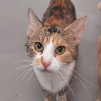 Domestic Short Hair Cats Available for Adoption - Louise | PetCurious