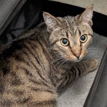 Rescue Domestic Short Hair Cats for Adoption in Des Moines, Iowa - Delvin | PetCurious