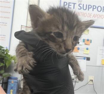 DORITO -  Domestic Short Hair Cat for Adoption in Dallas, Texas - DORITO | PetCurious
