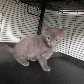 Charcoal -  Domestic Short Hair Cat for Adoption in Dallas, Texas - Charcoal | PetCurious