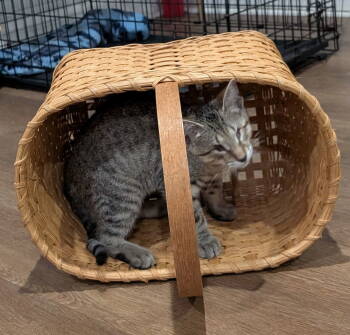 Rescue Domestic Short Hair Cats for Adoption in Pittsboro, North Carolina - Michael | PetCurious