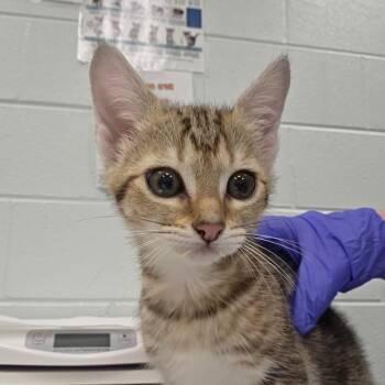 Hamm -  Domestic Short Hair Cat for Adoption in Chattanooga, Tennessee - Hamm | PetCurious