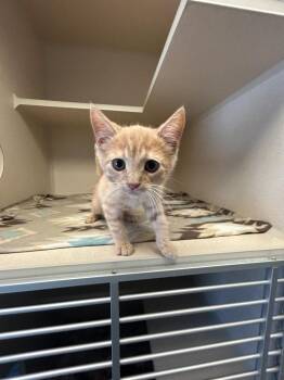Vato -  Domestic Short Hair Cat for Adoption in Morgantown, Kentucky - Vato | PetCurious