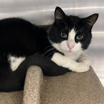 Domestic Short Hair Cats Available for Adoption in Austin, Texas - Twizzler | PetCurious