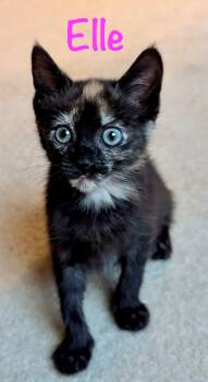 Elle -  Domestic Short Hair Cat for Adoption in Reston, Virginia - Elle | PetCurious