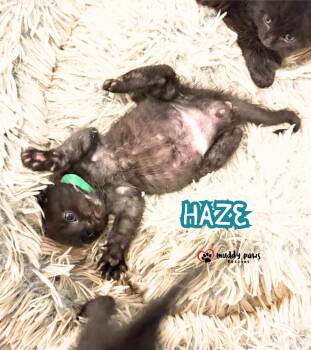 After Dark Litter:  Haze -  Domestic Short Hair Cat for Adoption in Council Bluffs, Iowa - After Dark Litter:  Haze | PetCurious