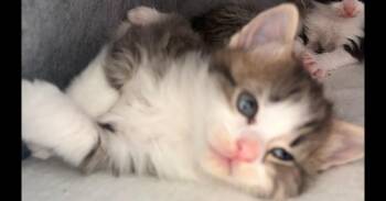 Domestic Medium Hair Cats Available for Adoption in Virginia Beach, Virginia - Skittles | PetCurious