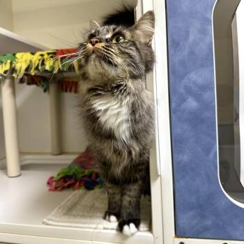 Domestic Medium Hair Cats Available for Adoption in Woodinville, Washington - Luci | PetCurious