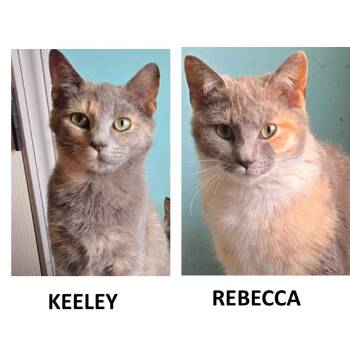 Domestic Short Hair Cats Available for Adoption in Merrifield, Virginia - Keeley Tarkitty  (daughter Of Rebecca) | PetCurious