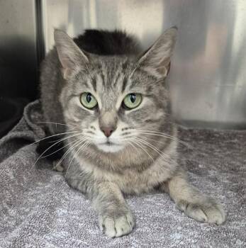 TABITHA -  Domestic Short Hair Cat for Adoption in Vaughan, Ontario - TABITHA | PetCurious