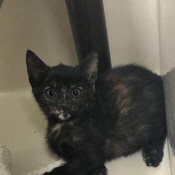 Brie -  Domestic Short Hair Cat for Adoption in St. Helena, California - Brie | PetCurious