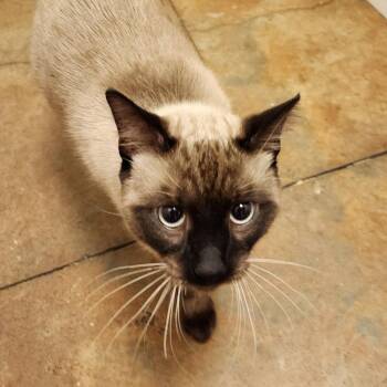 Asher (fka Dante) -  Domestic Short Hair Cat for Adoption in Cumming, Georgia - Asher (fka Dante) | PetCurious