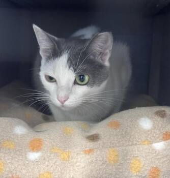 Ethel Freeport -  Domestic Short Hair Cat for Adoption in Westbury, New York - Ethel Freeport | PetCurious