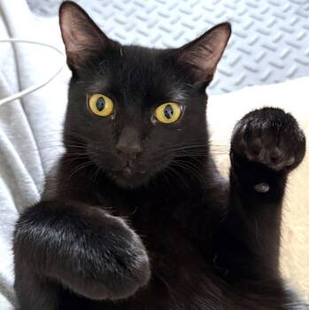 Domestic Short Hair Cats Available for Adoption in St. Cloud, Florida - Celeste | PetCurious
