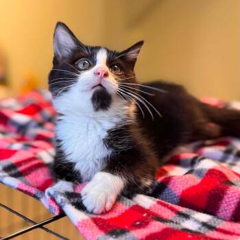 Baked Purrtato -  Domestic Short Hair Cat for Adoption in Jasper, Indiana - Baked Purrtato | PetCurious