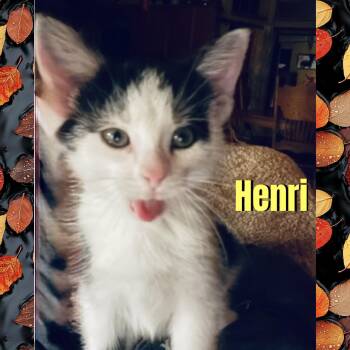 Henri -  Domestic Short Hair Cat for Adoption in Red Lodge, Montana - Henri | PetCurious