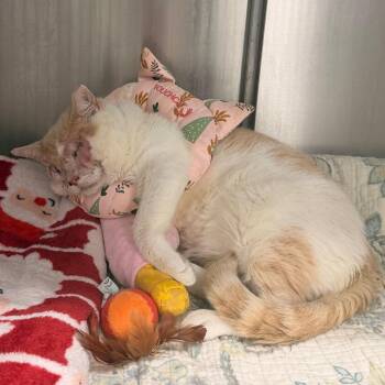Prince -  Domestic Short Hair Cat for Adoption in Indianapolis, Indiana - Prince | PetCurious