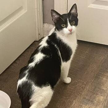 Domestic Short Hair Cats Available for Adoption - Sammy | PetCurious