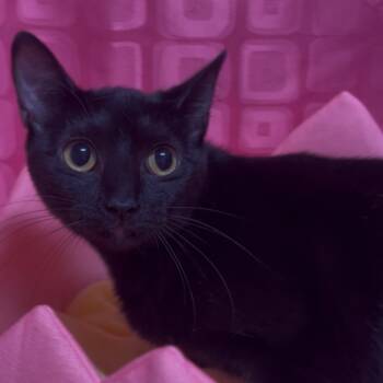 Rescue Domestic Short Hair Cats for Adoption in Floresville, Texas - Bagheera | PetCurious