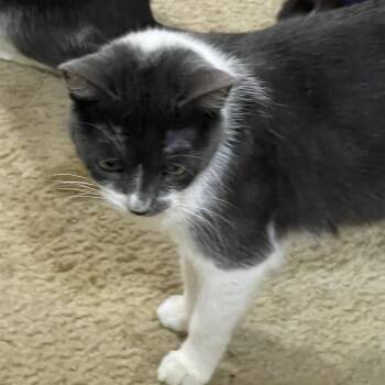 Scarlet -  Russian Blue Cat for Adoption in Liverpool, Texas - Scarlet | PetCurious