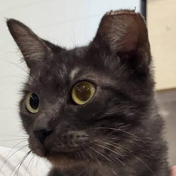 Brinn -  Domestic Short Hair Cat for Adoption in Richmond, Virginia - Brinn | PetCurious