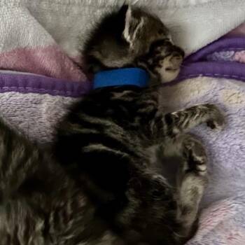 Wally -  Domestic Short Hair Cat for Adoption in Moses Lake, Washington - Wally | PetCurious