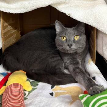 Taran -  Domestic Short Hair Cat for Adoption in Los Angeles, California - Taran | PetCurious