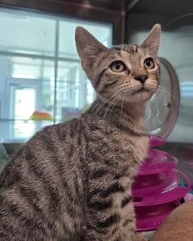 Dionne -  Domestic Short Hair Cat for Adoption in Wellington, Kansas - Dionne | PetCurious