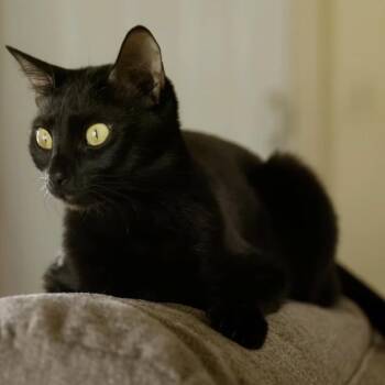 Cordelia -  Domestic Short Hair Cat for Adoption in Brownsboro, Alabama - Cordelia | PetCurious