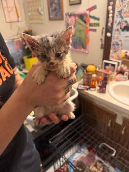 Rescue Calico Cats for Adoption in Partlow, Virginia - Felix | PetCurious